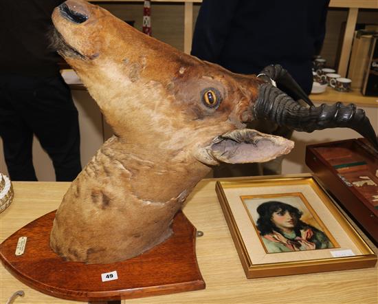 A Hartebeest taxidermic shoulder mount, on wooden shield bearing ivorine plaque, Kamiti Plains, Kenya, 1926, E. J. B. H.45cm.